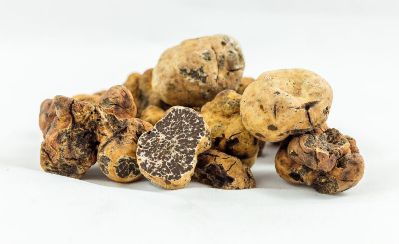 White truffle borchii